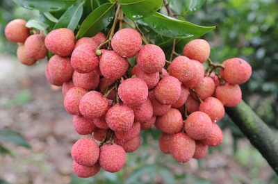 vai-thieu-luc-ngan-1640934278-6781-8016-1672457626